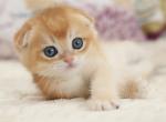 Samon - Scottish Fold Cat For Sale - Norwalk&comma; CT&comma; US