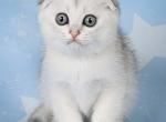 Viking - Scottish Fold Cat For Sale - Norwalk&comma; CT&comma; US