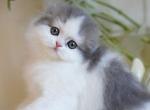 Elmar - Scottish Fold Cat For Sale - Norwalk&comma; CT&comma; US