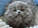 Zephyr - Scottish Fold Cat For Sale - Norwalk&comma; CT&comma; US