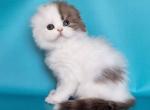 Relax - Scottish Fold Cat For Sale - Norwalk&comma; CT&comma; US