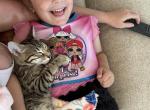 Bezel aka Blaze - Bengal Cat For Sale - Oklahoma City&comma; OK&comma; US