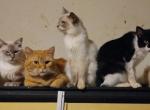variety kittys - American Shorthair Cat For Sale - Sacramento&comma; CA&comma; US