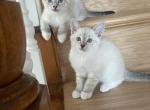 Scribbles - Domestic Cat For Sale - Westfield&comma; MA&comma; US