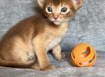 Macey - Abyssinian Cat For Sale - Staten Island&comma; NY&comma; US