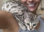 California Mae - Bengal Cat For Sale - Oklahoma City&comma; OK&comma; US