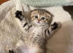 Scott 5 - Scottish Fold Cat For Sale - New York&comma; NY&comma; US