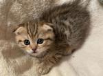 Scott 6 - Scottish Fold Cat For Sale - New York&comma; NY&comma; US