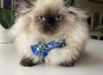 Low price Munchkin LH boy very short legs - Munchkin Cat For Sale - Sun City Center&comma; FL&comma; US