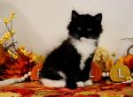 Mosquito - Siberian Cat For Sale - Clintwood&comma; VA&comma; US