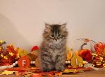 Mildred - Siberian Cat For Sale - Clintwood&comma; VA&comma; US