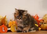 Maleficent - Siberian Cat For Sale - Clintwood&comma; VA&comma; US
