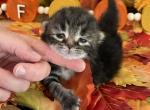 Nigel - Siberian Cat For Sale - Clintwood&comma; VA&comma; US