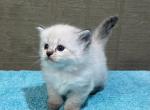Darcy - Ragdoll Cat For Sale - Duncansville&comma; PA&comma; US
