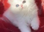 CFA registered white dollface persian female - Persian Kitten For Sale - San Jose&comma; CA&comma; US