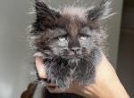 Beautiful Solid Black Maine Coon Girl - Maine Coon Cat For Sale - Tannersville&comma; PA&comma; US