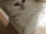 Ragdoll BiColor Miss Bold and Fearless - Ragdoll Cat For Sale - Burlington&comma; WI&comma; US