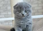 Judy - Scottish Fold Cat For Sale - New York&comma; NY&comma; US