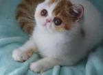 Betty - Exotic Cat For Sale - Lemont&comma; IL&comma; US