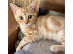 Xion - Scottish Straight Cat For Sale - Angier&comma; NC&comma; US