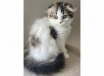 Wisteria - Scottish Fold Cat For Sale - Angier&comma; NC&comma; US