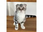 Xenos - Scottish Fold Cat For Sale - Angier&comma; NC&comma; US