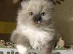 Ragdoll Male Toe Nibbler - Ragdoll Cat For Sale - Burlington&comma; WI&comma; US
