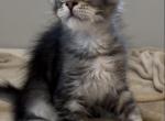 Alvin - Maine Coon Cat For Sale - Hollywood&comma; FL&comma; US