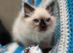 Seal point ragdoll boy - Ragdoll Cat For Sale - Auburn&comma; WA&comma; US