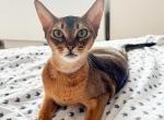 Kitten D2 - Abyssinian Cat For Sale - Brooklyn&comma; NY&comma; US