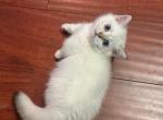 Dwarfy the Munchkin Scottish Straight - Munchkin Cat For Sale - Houston&comma; TX&comma; US