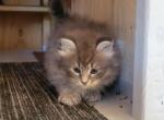 Timmy - Maine Coon Cat For Sale - Montgomery&comma; MA&comma; US
