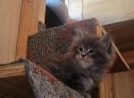 Dominic - Maine Coon Cat For Sale - Montgomery&comma; MA&comma; US