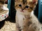 Jackpot - British Shorthair Cat For Sale - WI&comma; US