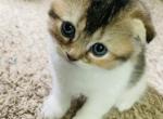 Jessica - Scottish Fold Cat For Sale - WI&comma; US