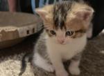 Jazzy - British Shorthair Cat For Sale - WI&comma; US