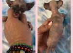 Smurf Litter - Sphynx Cat For Sale - Dayton&comma; OH&comma; US