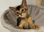Kittens available - Abyssinian Cat For Sale - Brooklyn&comma; NY&comma; US