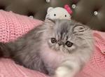 Blue Smoke Tabby Girl - Persian Cat For Sale - Chowchilla&comma; CA&comma; US