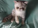 Zephyr - Exotic Cat For Sale - Lemont&comma; IL&comma; US