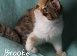 Brooke - Exotic Cat For Sale - Lemont&comma; IL&comma; US