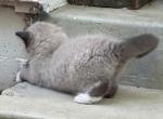 3 Gorgeous Ragdoll Ragamuffin Kittens - Ragdoll Cat For Sale - Ojai&comma; CA&comma; US