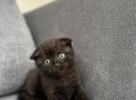 Teddy - Scottish Fold Cat For Sale - Woodland Park&comma; CO&comma; US