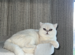 British shorthair male - British Shorthair Cat For Sale/Service - Sacramento&comma; CA&comma; US