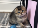 Scottish brown fold girl - Scottish Fold Cat For Sale - Shakopee&comma; MN&comma; US