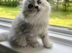 Philya - Scottish Fold Cat For Sale - Herndon&comma; VA&comma; US