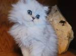 Starlight - Persian Cat For Sale - Leander&comma; TX&comma; US