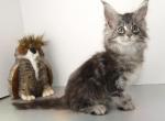 Ultra Polydactyl AVA silver tabby - Maine Coon Cat For Sale - Union City&comma; MI&comma; US