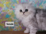 Majesty's babies - Persian Cat For Sale - Leander&comma; TX&comma; US