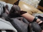 Shadow - Sphynx Cat For Sale - Rockford&comma; IL&comma; US